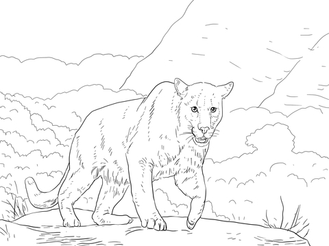 Crouching Puma Coloring page