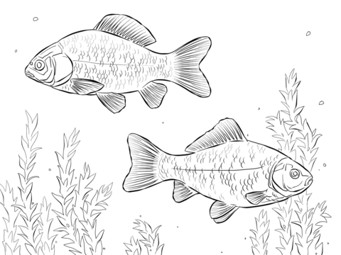 Crucian Carps Coloring page