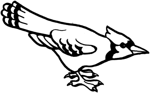 Curious Blue Jay  Coloring page