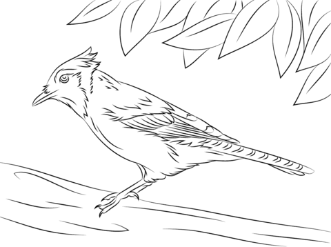 Snudurvaselin: Steller's Jay Coloring Pages