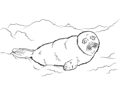 Cute Harp Seal Baby Coloring page