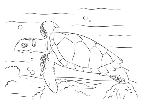 Cute Hawksbill Sea Turtle Coloring page