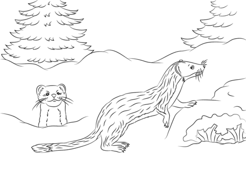 Cute Long-tailed Weasels Coloring page