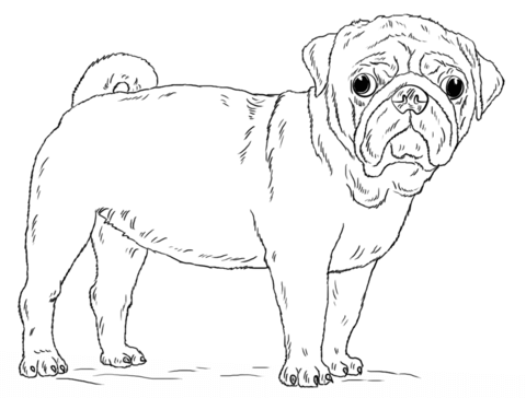 Cute Pug Dog Coloring page