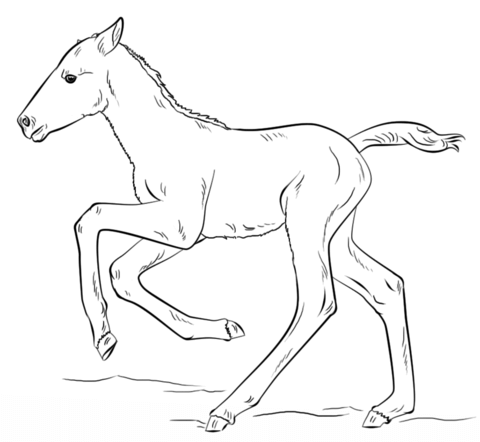 Cute Running Foal Coloring page