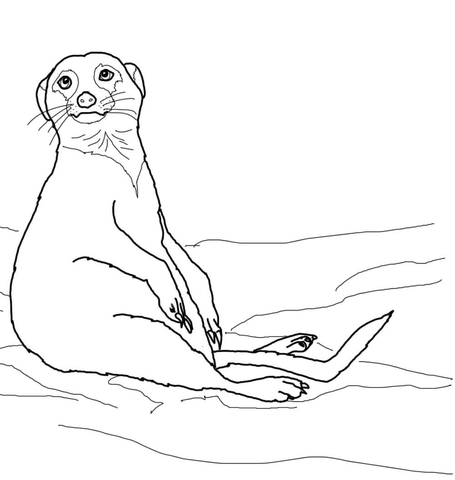 Cute Sitting Meerkat Coloring page