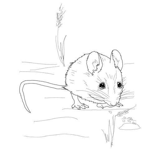 Cute Wood Mouse Coloring page