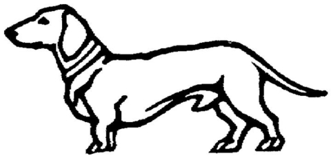 Dachshund  Coloring page