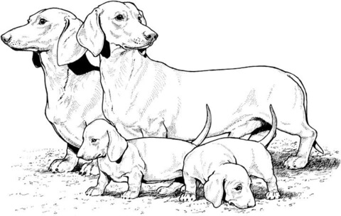 Dachshund With Puppies  Coloring page