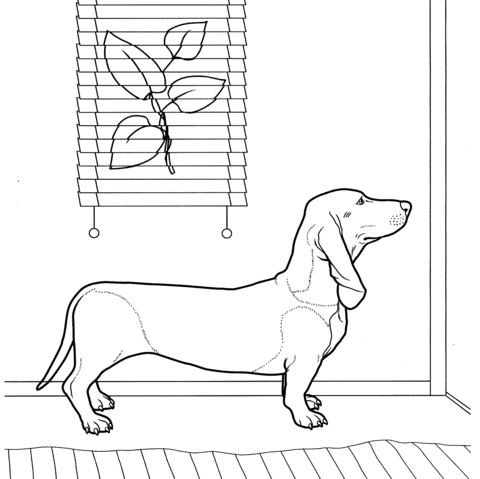 Dachshund Coloring page