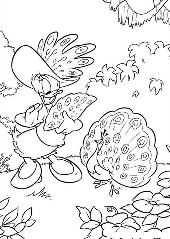 Daisy And Peacock  Coloring page