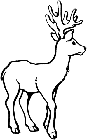 Deer 7 Coloring page