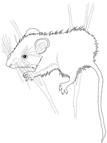 Deer Mouse Coloring page