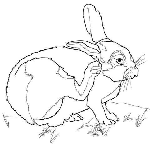 Desert Cottontail Coloring page