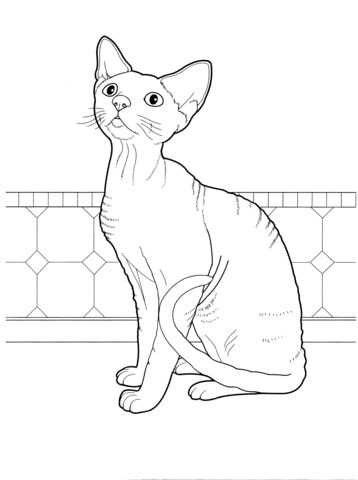 Devon Rex  Coloring page