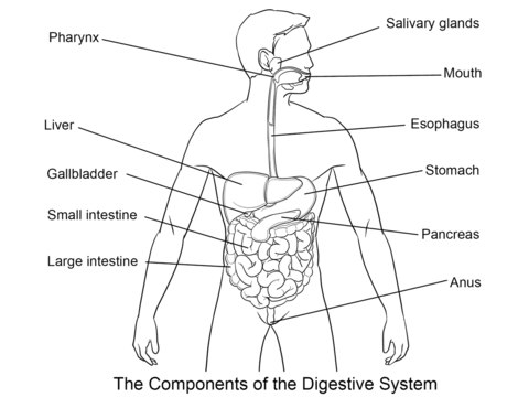 Digestive System Coloring page