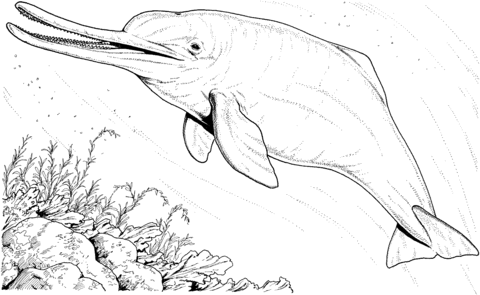 Baiji river dolphin Coloring page