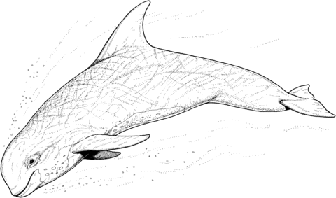 Dolphin 18 Coloring page