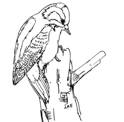 Downy Woodpecker Coloring page