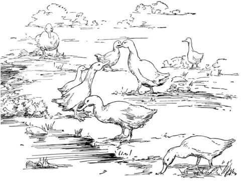 Duck In The Lake Coloring page