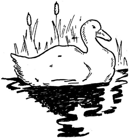 Duck In The Pond Coloring page