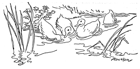 Ducks Play Together In Pond Coloring page