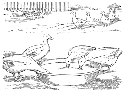 Ducks Are Drinking Coloring page