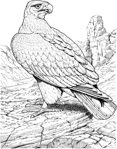 Eagle Coloring page