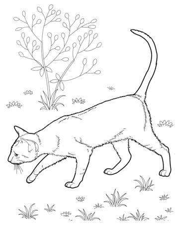 East Shorthair Cat  Coloring page