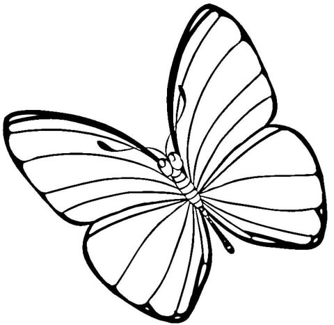 Easter Butterfly  Coloring page