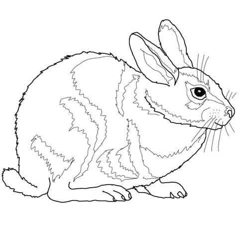 Eastern Cottontail Rabbit Coloring page