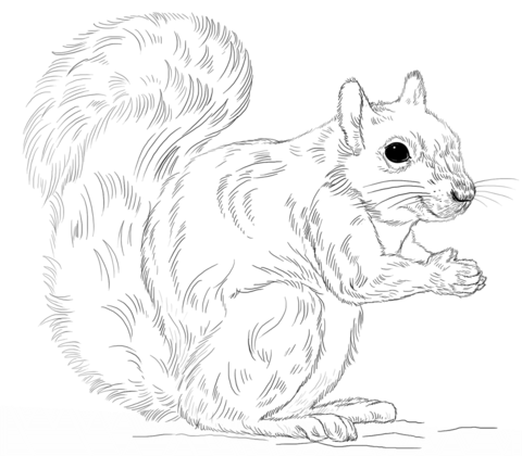 Eastern Gray Squirrel Coloring page