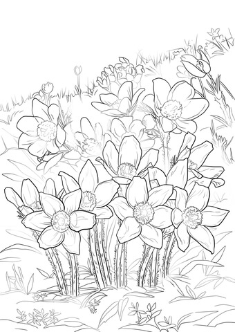 Eastern Pasque Flower Coloring page