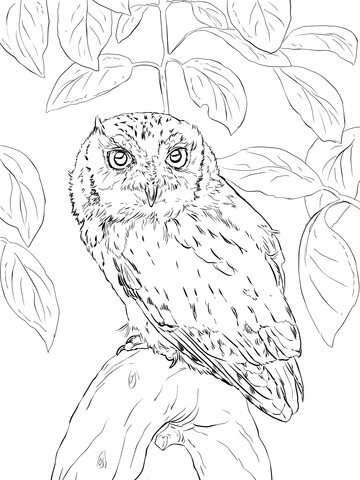 Eastern Screech Owl Coloring page