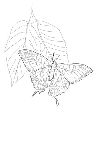 Eastern Tiger Swallowtail Coloring page