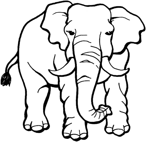 Elephant Coloring page