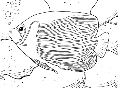 Emperor Angelfish Coloring page