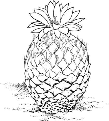 Encephalocarpus Strobiliformis or Pinecone Cactus Coloring page