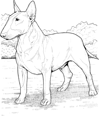 English Bull Terrier Coloring page