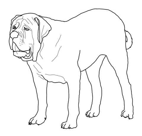 English Mastiff Coloring page