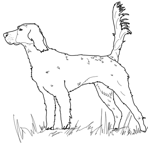 English Setter Coloring page