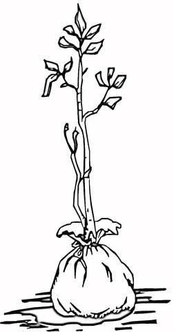 A plant Coloring page