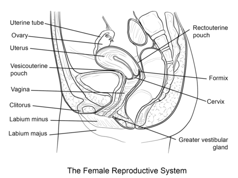 Female Reproductive System Coloring page