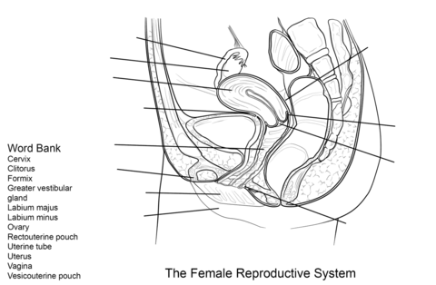 Female Reproductive System Worksheet Coloring page