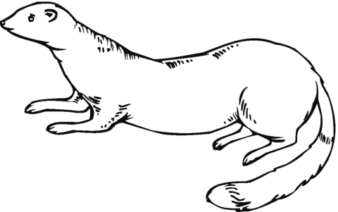 Ferret 11 Coloring page