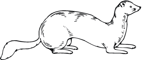 Ferret 17 Coloring page