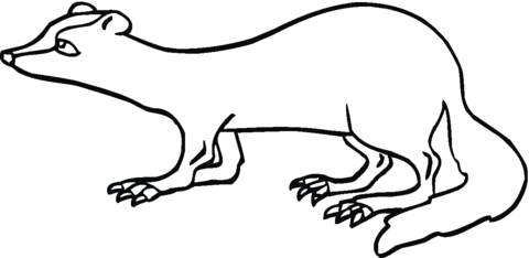 Ferret 27 Coloring page