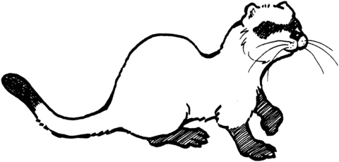 Ferret 3 Coloring page