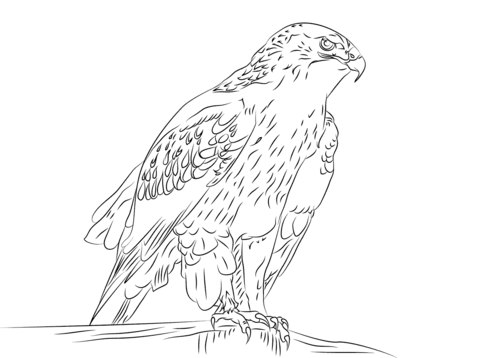 Ferruginous Hawk  Coloring page