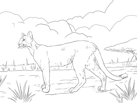 Florida Panther Coloring page